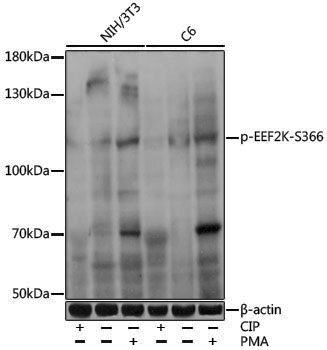 Anti-Phospho-EEF2K (Ser366) Rabbit pAb