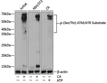 Anti-Phospho-(Ser/Thr) ATM/ATR Substrate Rabbit pAb