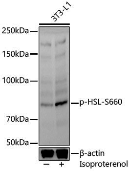 Anti-Phospho-Hormone Sensitive Lipase (Ser660) Rabbit pAb