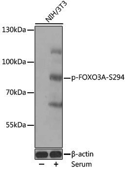 Anti-Phospho-FOXO3A (Ser294) Rabbit pAb