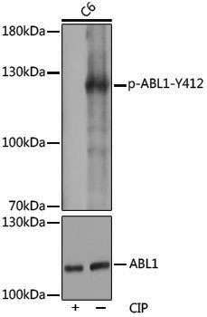 Anti-Phospho-ABL1 (Tyr412) Rabbit pAb