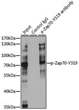 Anti-Phospho-ZAP70 (Tyr319) Rabbit pAb