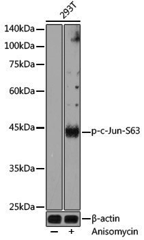 Anti-Phospho-c-Jun (Ser63) Rabbit pAb