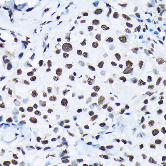 Anti-Phospho-c-Jun (Ser63) Rabbit pAb