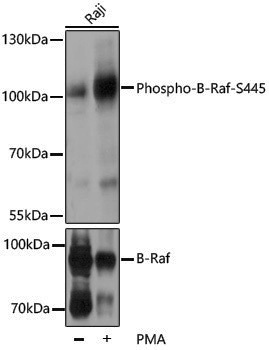 Anti-Phospho-BRAF (Ser445) Rabbit pAb