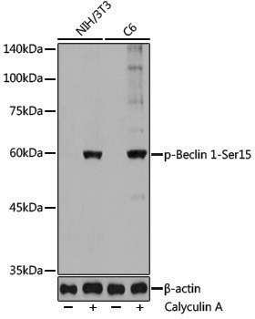 Anti-Phospho-Beclin 1 (Ser15) Rabbit pAb