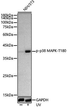 Anti-Phospho-p38 (Thr180) Rabbit pAb