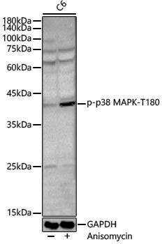 Anti-Phospho-p38 (Thr180) Rabbit pAb