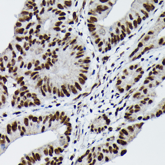 Anti-Phospho-c-Jun (Ser73) Rabbit pAb