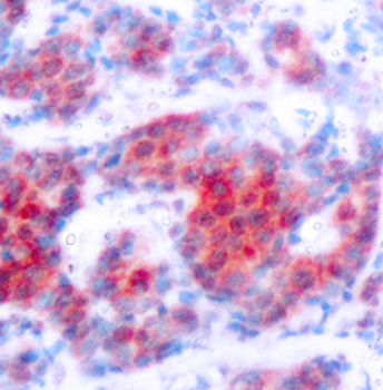 Anti-Phospho-STAT4 (Tyr693) Rabbit pAb