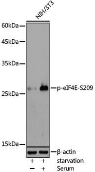 Anti-Phospho-eIF4E (Ser209) Rabbit pAb