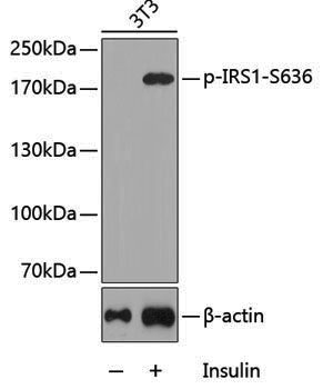 Anti-Phospho-IRS1 (Ser636) Rabbit pAb