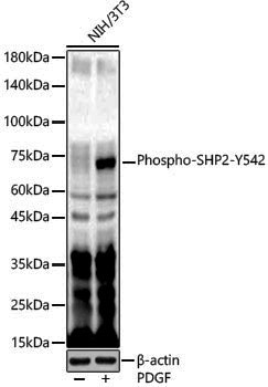 Anti-Phospho-SHP2 (Tyr542) Rabbit pAb