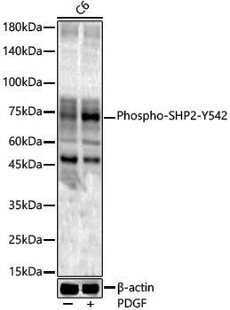 Anti-Phospho-SHP2 (Tyr542) Rabbit pAb