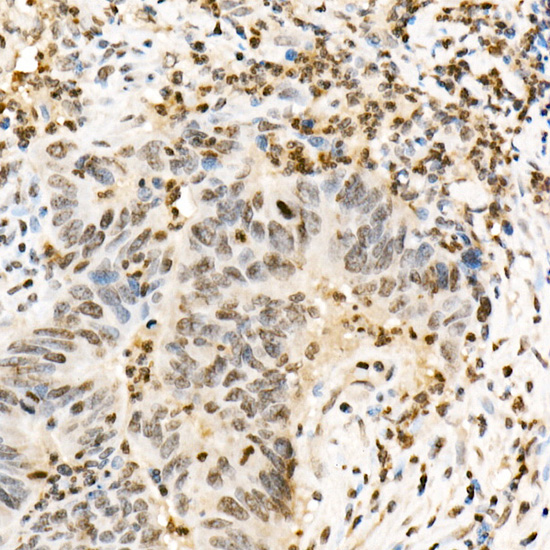Anti-Phospho-Cofilin (Tyr139) Rabbit pAb
