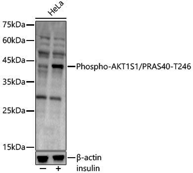 Anti-Phospho-PRAS40 (Thr246) Rabbit pAb