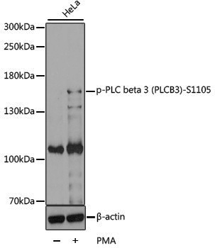Anti-Phospho-PLCB3 (Ser1105) Rabbit pAb