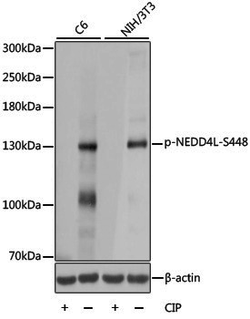 Anti-Phospho-NEDD4L (Ser448) Rabbit pAb
