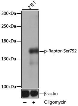 Anti-Phospho-Raptor (Ser792) Rabbit pAb