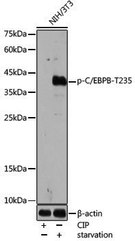 Anti-Phospho-CEBP Beta (T235) Rabbit pAb
