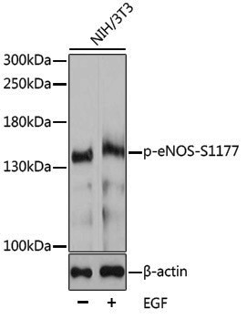 Anti-Phospho-eNOS (Ser1177) Rabbit pAb