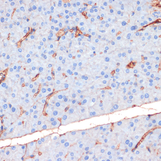 Anti-Phospho-eNOS (Ser1177) Rabbit pAb