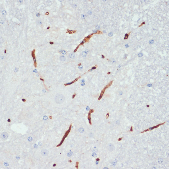 Anti-Phospho-eNOS (Ser1177) Rabbit pAb