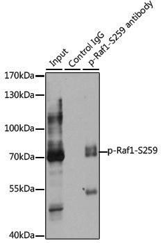 Anti-Phospho-Raf1 (Ser259) Rabbit pAb