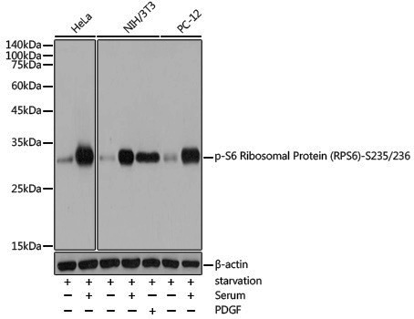 Anti-Phospho-RPS6 (Ser235/Ser236) Rabbit pAb
