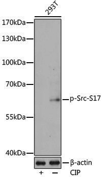 Anti-Phospho-Src (Ser17) Rabbit pAb