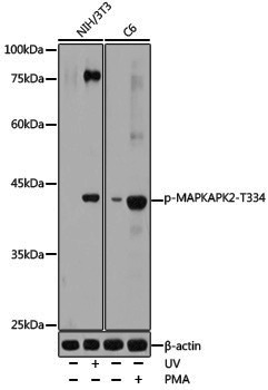 Anti-Phospho-MAPKAP Kinase 2 (Thr334) Rabbit pAb