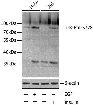 Anti-Phospho-BRAF (Ser728) Rabbit pAb