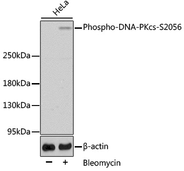 Anti-Phospho-DNA PKcs (Ser2056) Rabbit pAb