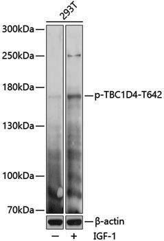 Anti-Phospho-AS160 (Thr642) Rabbit pAb