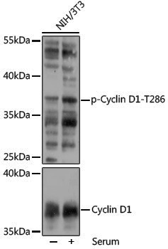 Anti-Phospho-Cyclin D1 (Thr286) Rabbit pAb
