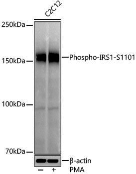 Anti-Phospho-IRS1 (Ser1101) Rabbit pAb