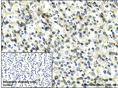 Anti-YB1 Rabbit mAb [91L21K01]