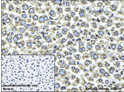 Anti-YB1 Rabbit mAb [91L21K01]
