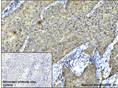 Anti-TMEM173 Rabbit mAb [62K99K52]
