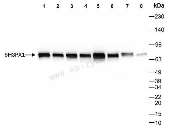 Anti-SNX9 Rabbit mAb [28M81L20]