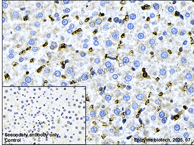 Anti-SNX9 Rabbit mAb [28M81L20]