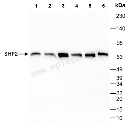 Anti-SHP2 Rabbit mAb [59K71L12]