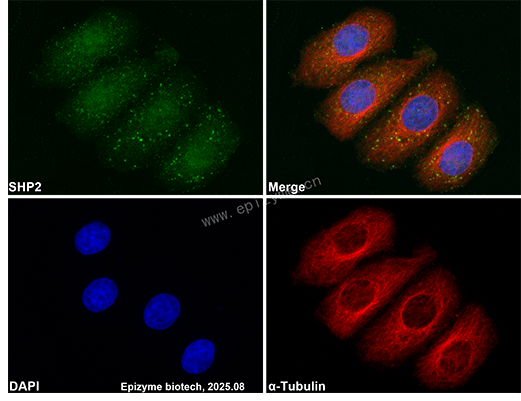 Anti-SHP2 Rabbit mAb [59K71L12]