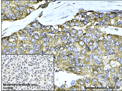 Anti-SHP2 Rabbit mAb [59K71L12]