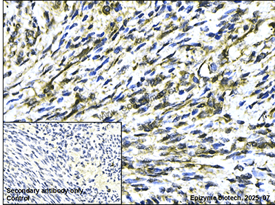 Anti-SHP2 Rabbit mAb [59K71L12]