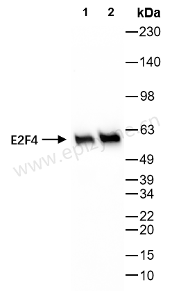 Anti-E2F4 Rabbit mAb [84M24L36]