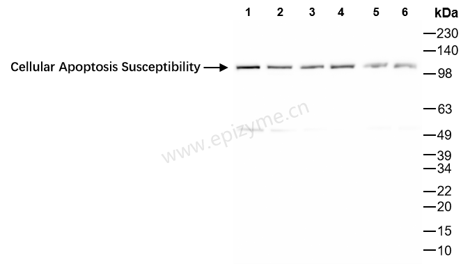 Anti-Cellular Apoptosis Susceptibility Rabbit mAb [70K70K72]