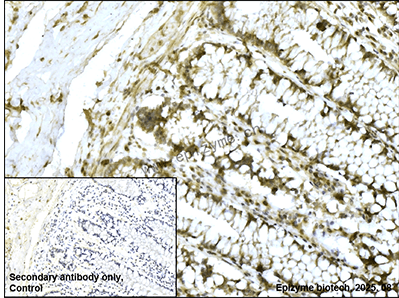 Anti-TCP 1 alpha Rabbit mAb [61L42K79]