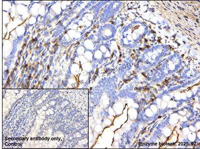 Anti-TOR4A Rabbit mAb [24K75M12]