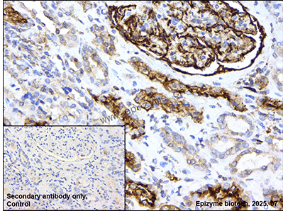 Anti-TOR4A Rabbit mAb [24K75M12]